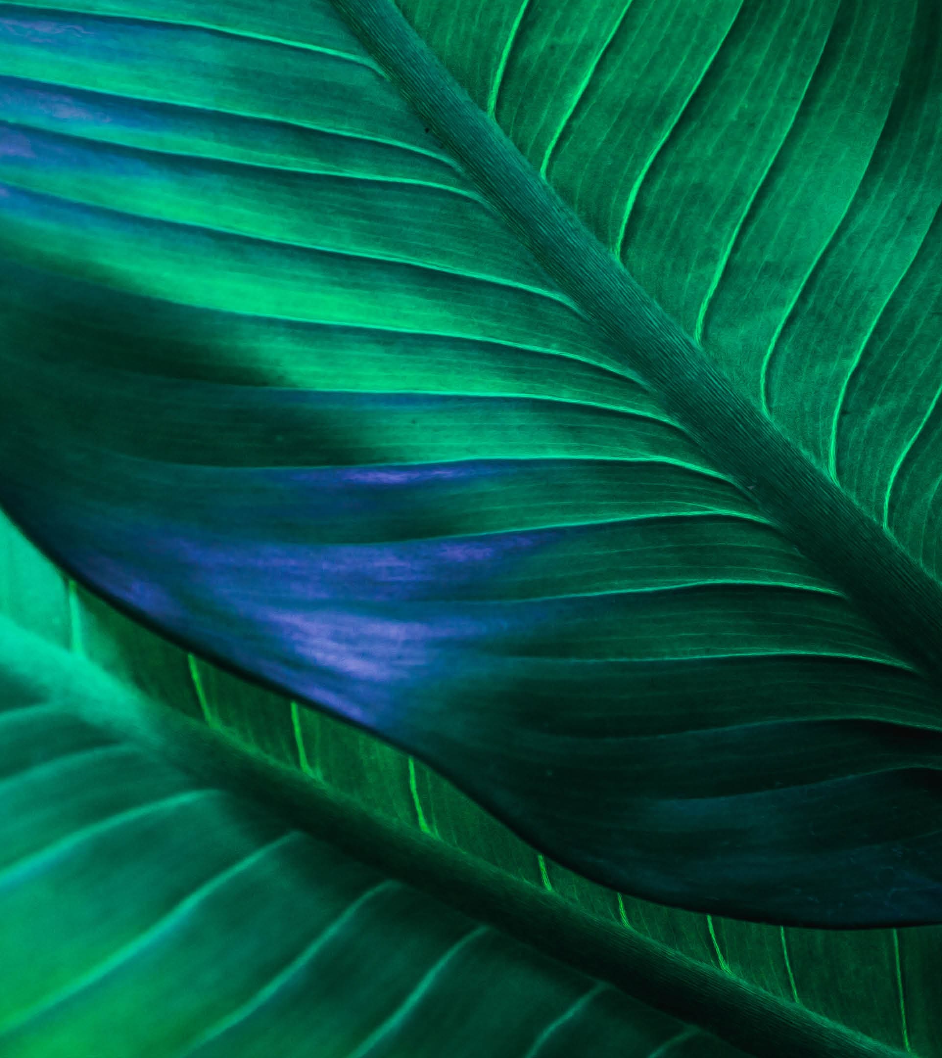 abstract green leaf texture, nature background, tropical leaf